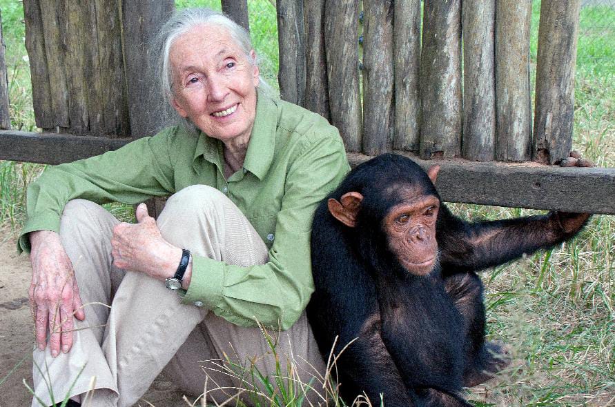 Morre Jane Goodall, aos 91 anos: Relembre a trajetória da mulher que redefiniu nossa relação com a natureza